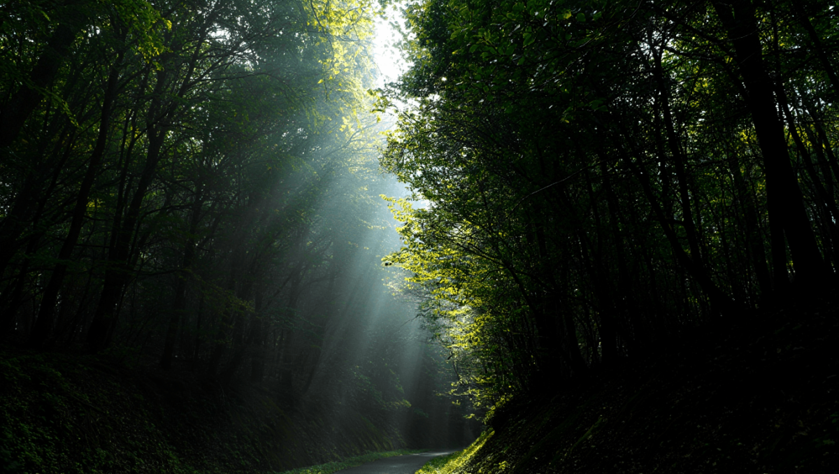
			Parc national des forêts du Casentino, Monte Falterona, Campigna		