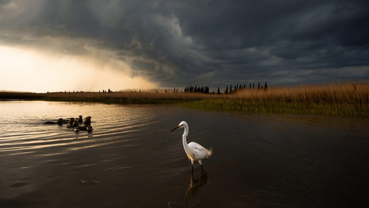 La faune et la flore des marais Pontins