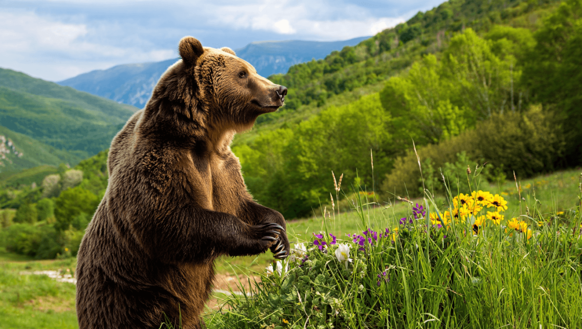 Parc national des Abruzzes, Latium et Molise