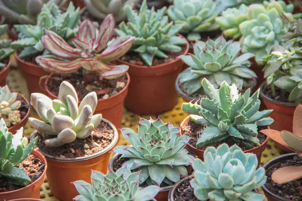 Collection de plantes succulentes et cactus du jardin Pallanca avec diverses esp&egrave;ces d'Afrique et d'Asie.