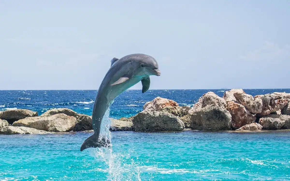 Groupe de grands dauphins nageant ensemble dans un bassin d'aquarium