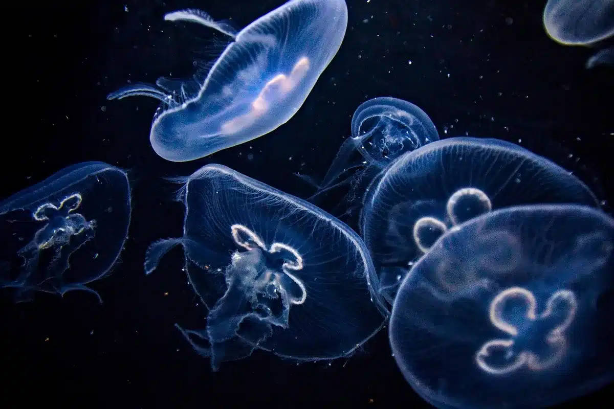 Méduses translucides illuminées dans un bassin sombre d'aquarium