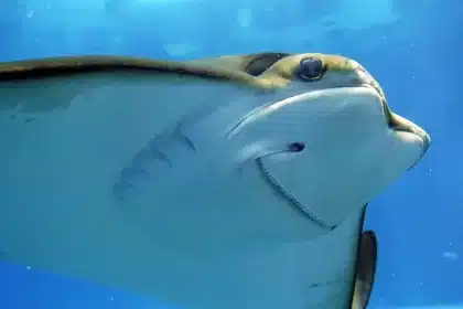 Tunnel vitré d'aquarium avec visiteurs observant des requins nageant au-dessus
