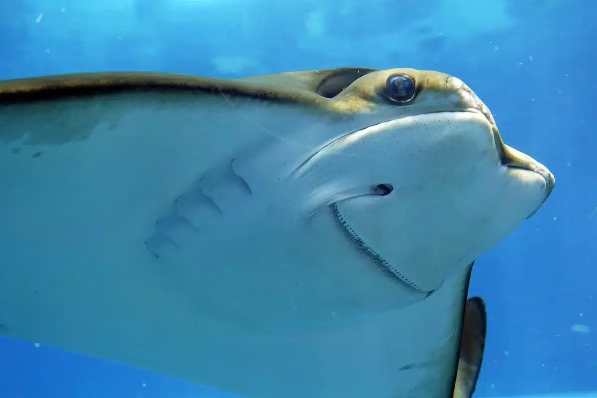 Tunnel vitré d'aquarium avec visiteurs observant des requins nageant au-dessus