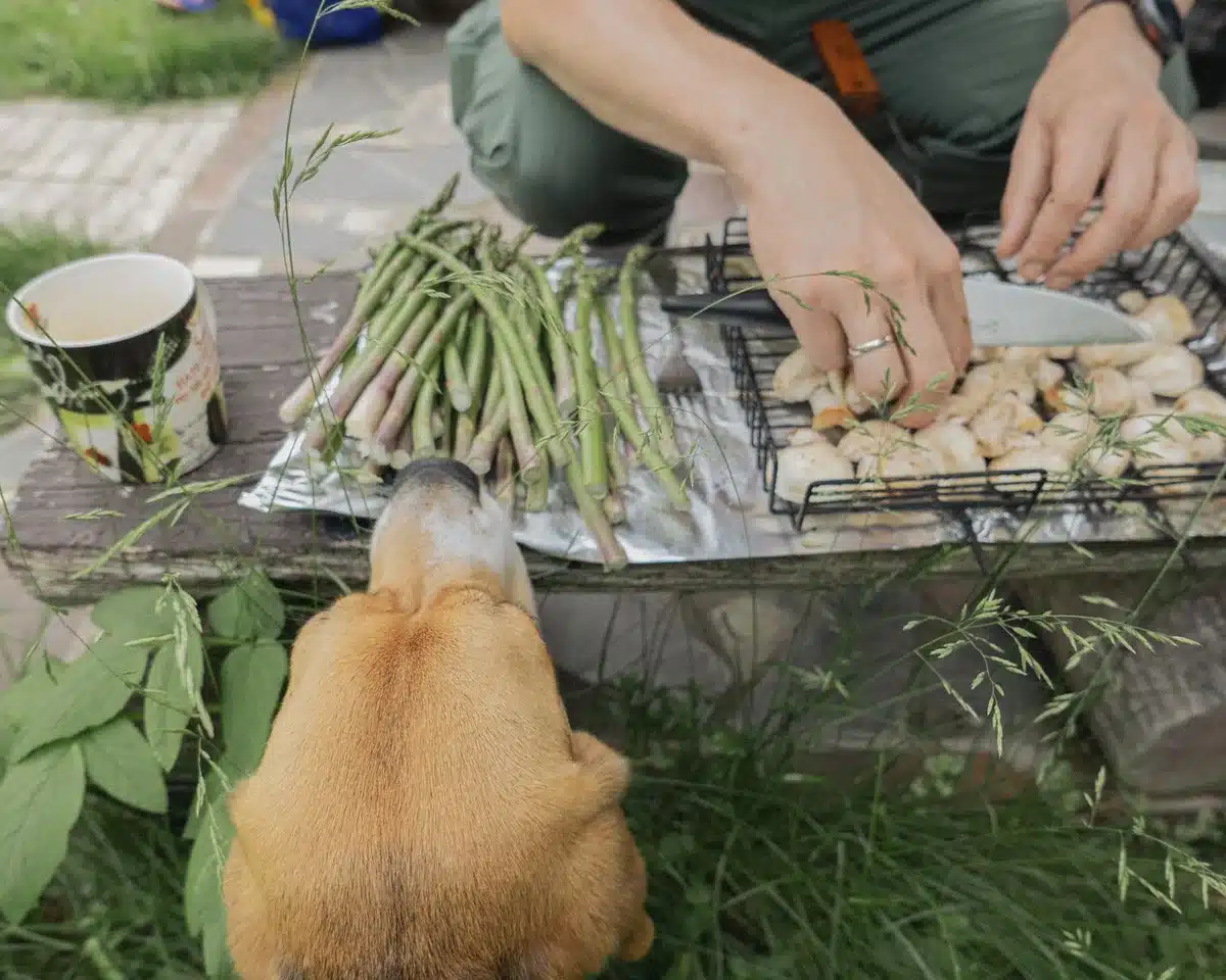 Légumes de printemps grillés: asperges et courgettes fines avec couleurs vives