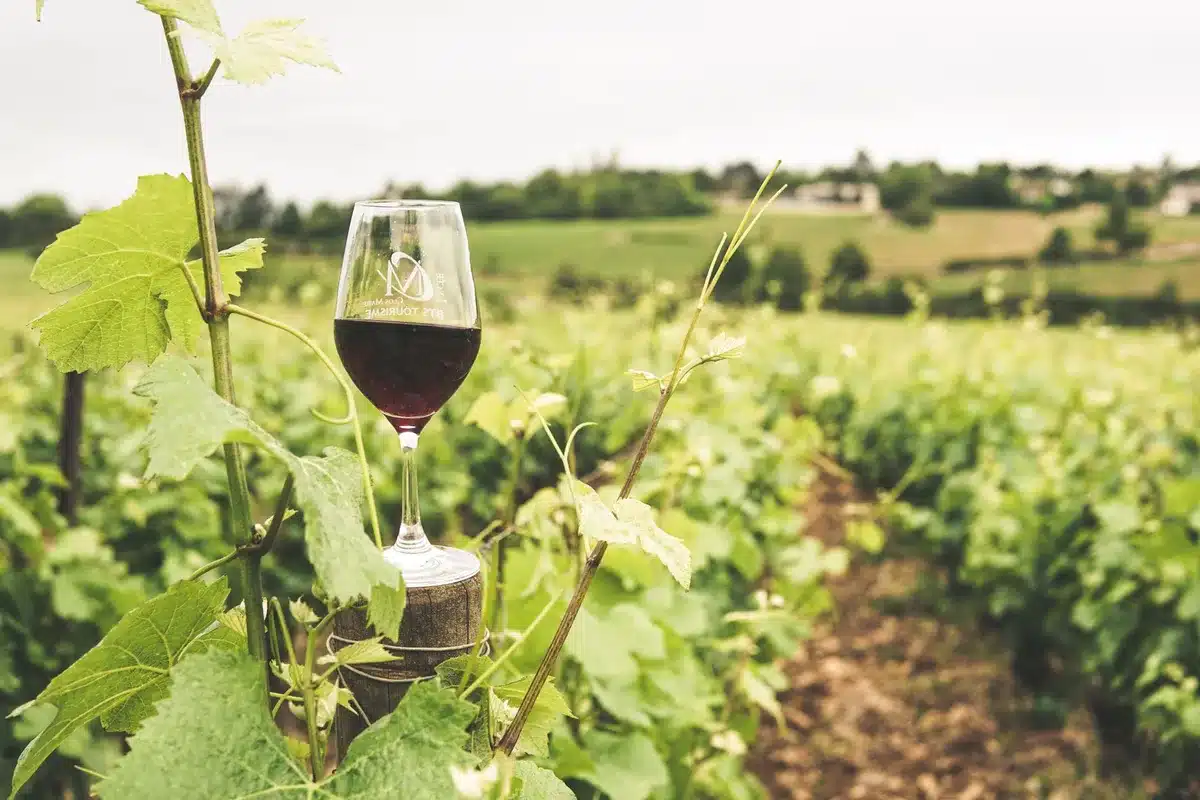 Verre de vin rouge lombard accompagnant un plat riche