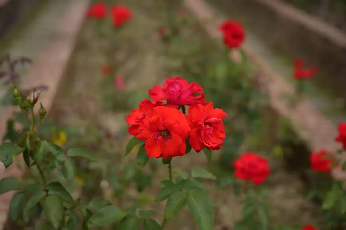 Jardins publics au printemps avec des milliers de rosiers en fleur de couleurs variées