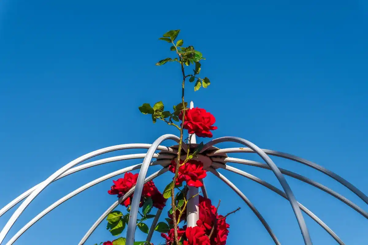 Rosiers grimpants enroulés autour de pergolas et structures dans un jardin