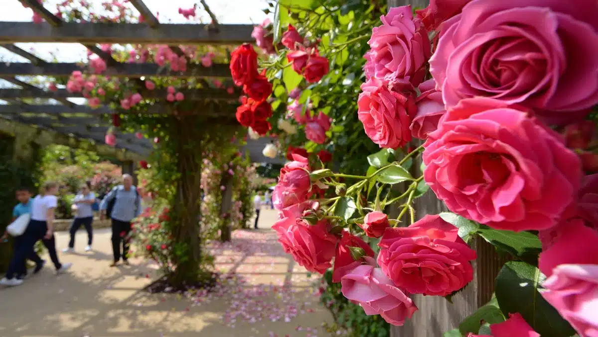 Trieste: festival des roses démarre aujourd'hui, circulation et hébergements sous tension
