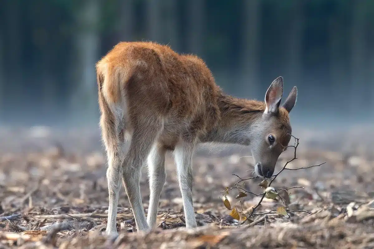 Cerf et rapace dans un habitat forestier des Apennins