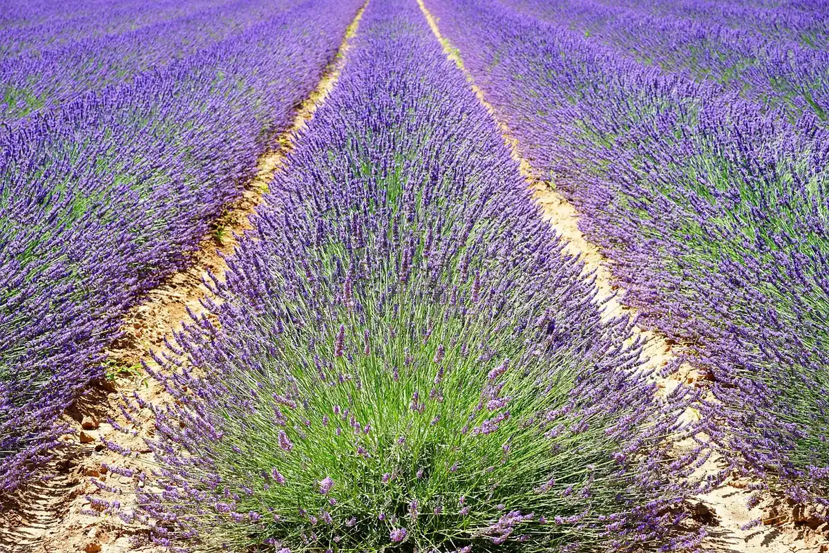Vue de champs de lavande avec la mer en arri&egrave;re-plan