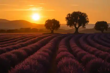 Lavande en Ligurie: floraison exceptionnelle en ce moment, préparez votre visite