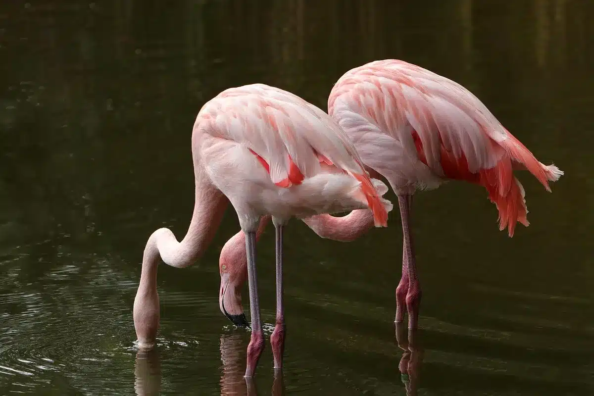 Flamants et oiseaux migrateurs dans les zones humides des marais salants