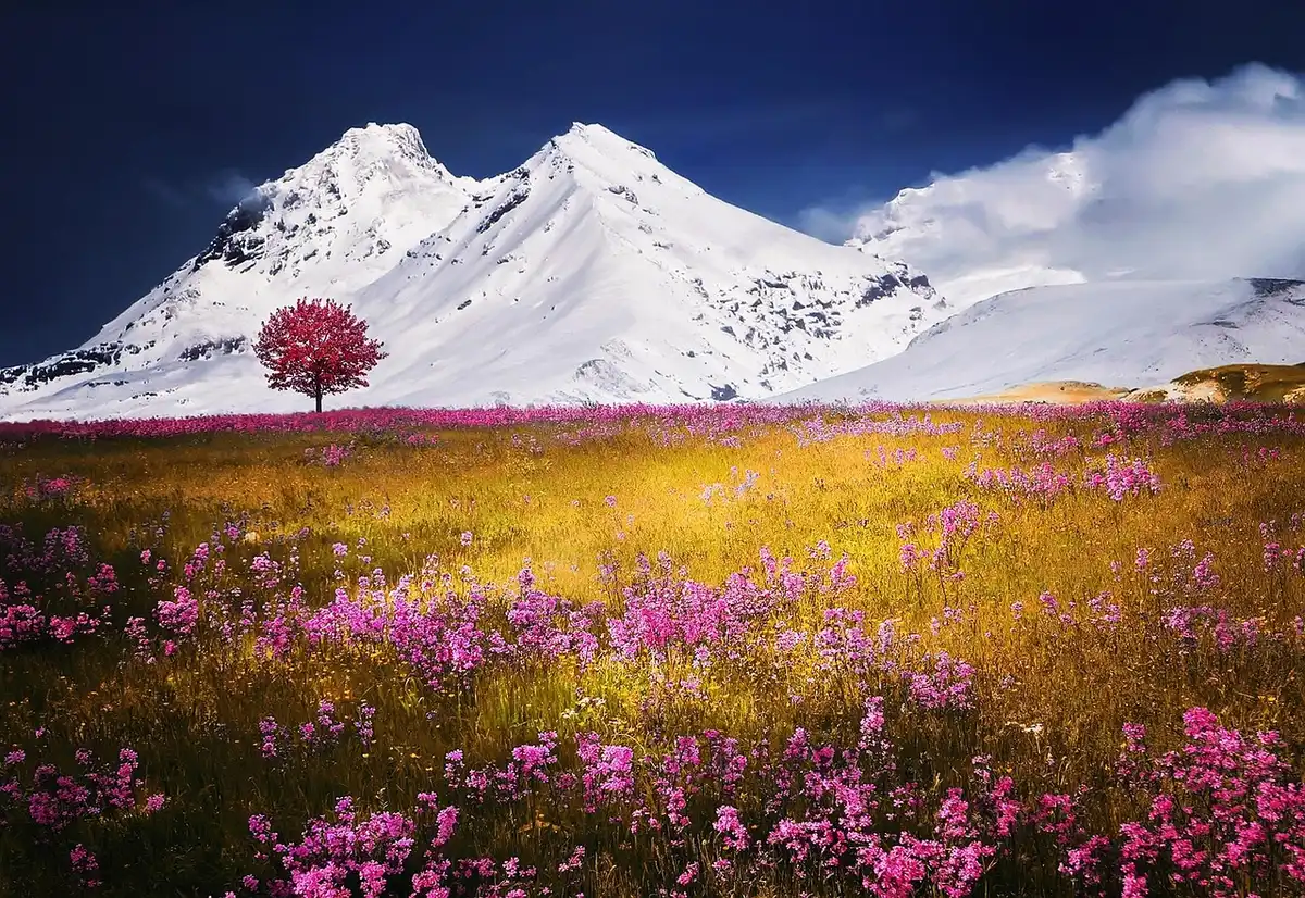 Prairies d'altitude couvertes de fleurs sauvages multicolores au printemps