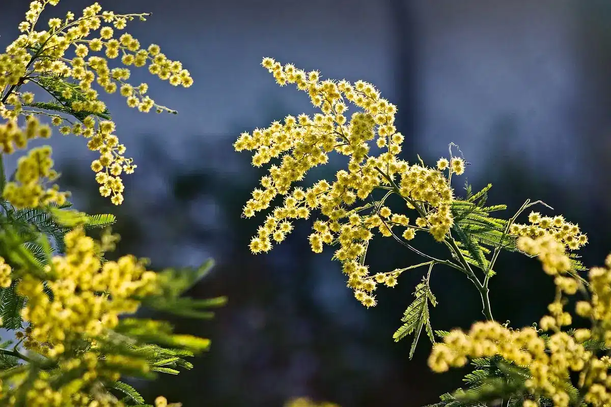 Fleurs de mimosa jaune, symbole traditionnel de la journ&eacute;e des droits des femmes