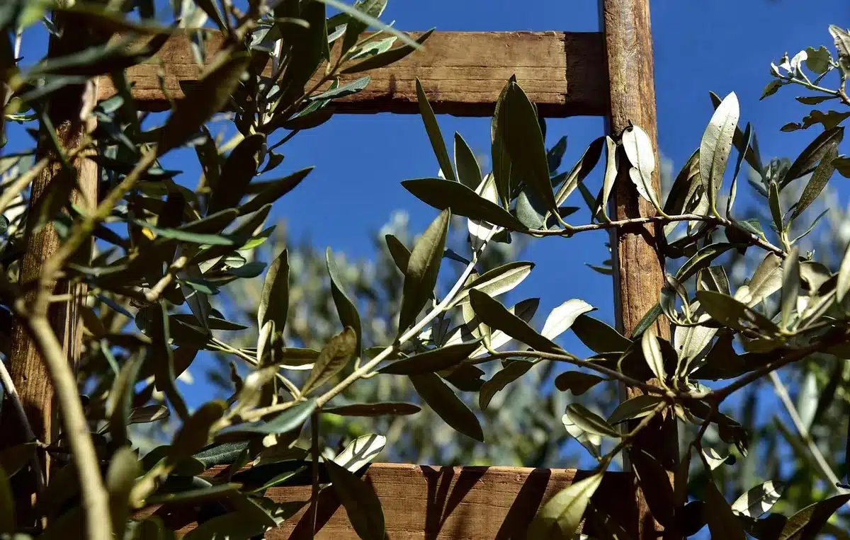 Plusieurs variantes de rillettes de thon avec herbes fraîches, câpres et olives