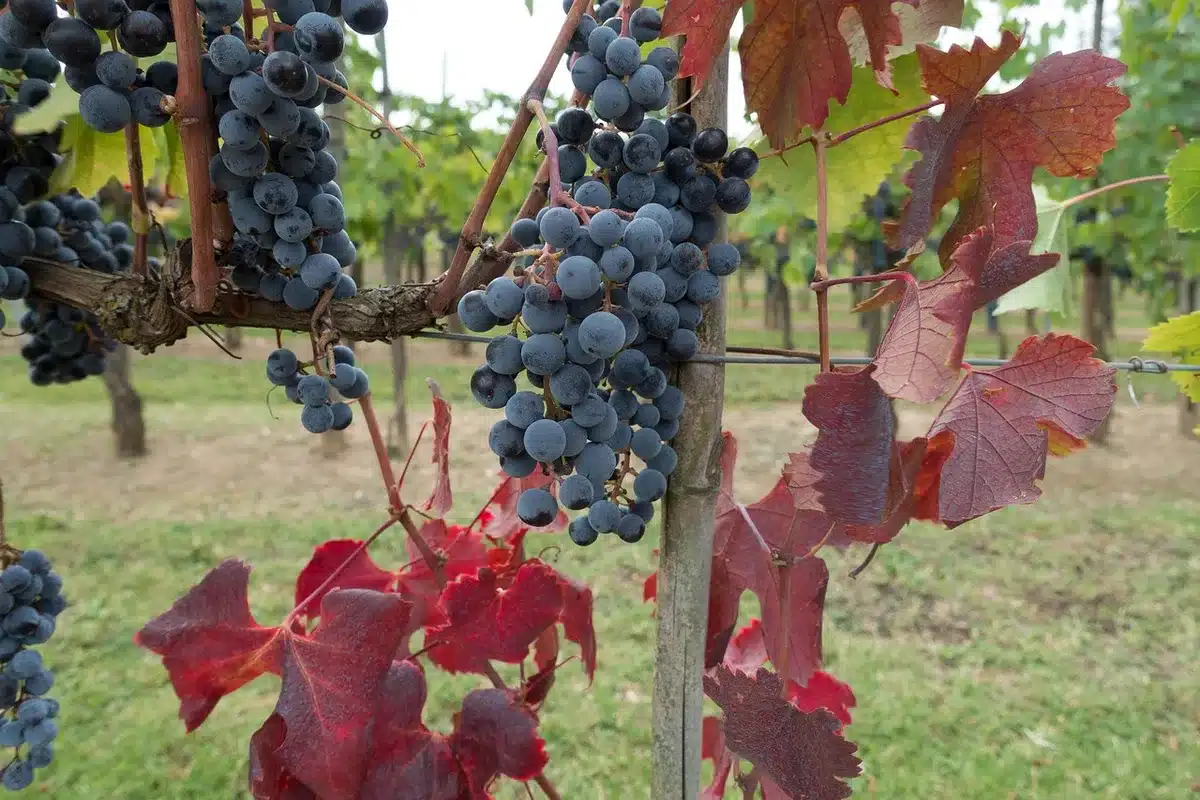 Rangées de vignes du Chianti baignées de lumière avec collines au loin