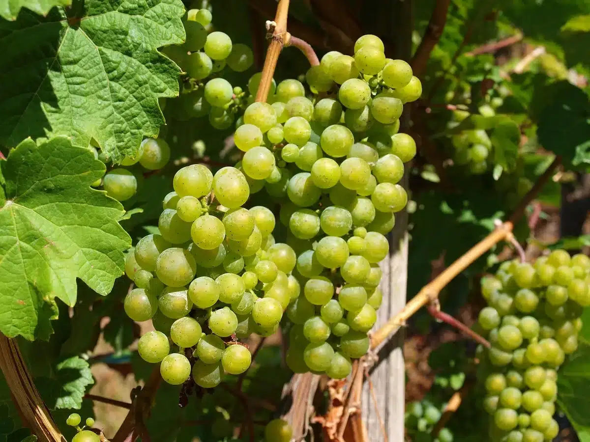 Vignoble avec pratiques agricoles durables et sols travaillés