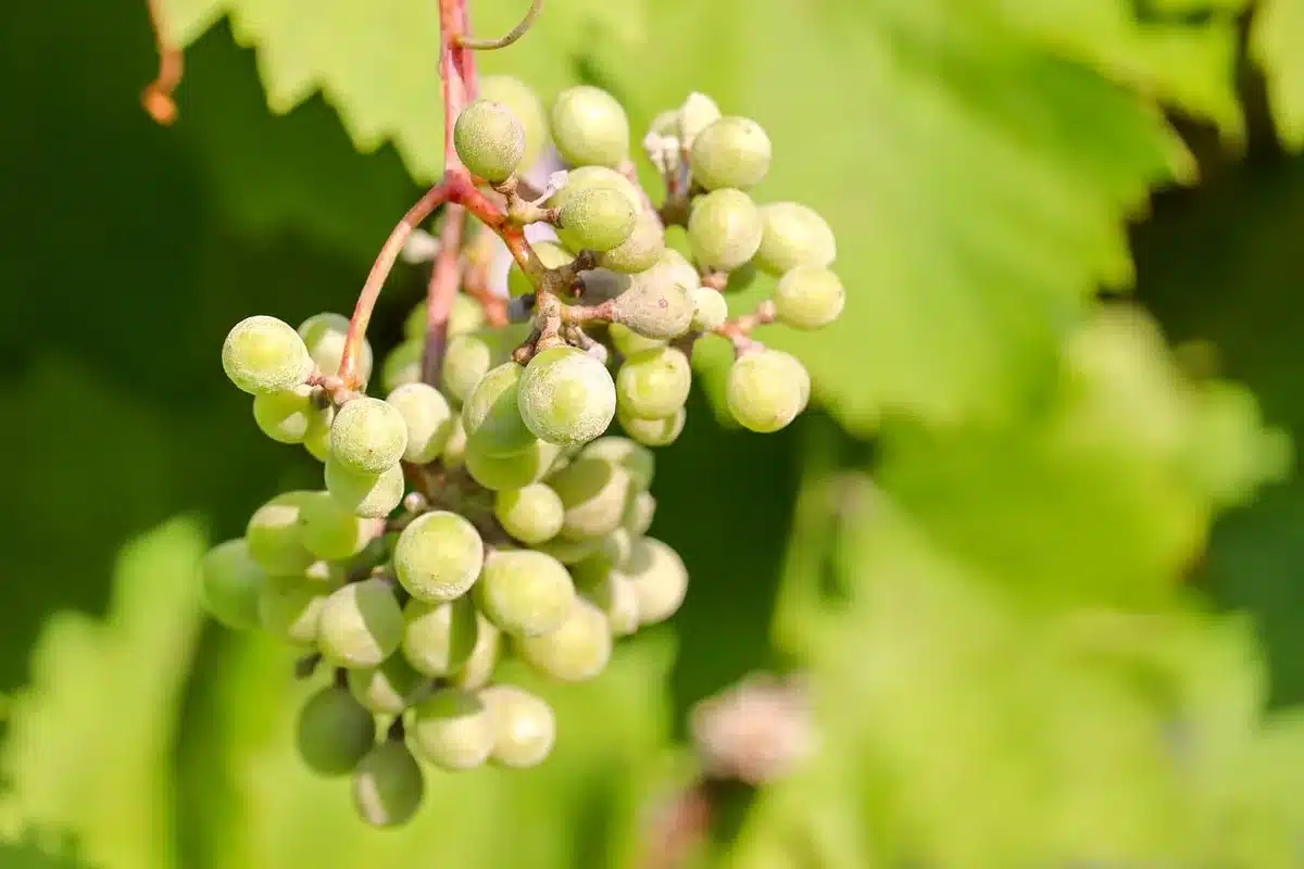 Rangées de vignes Glera mûres dans une colline de Prosecco